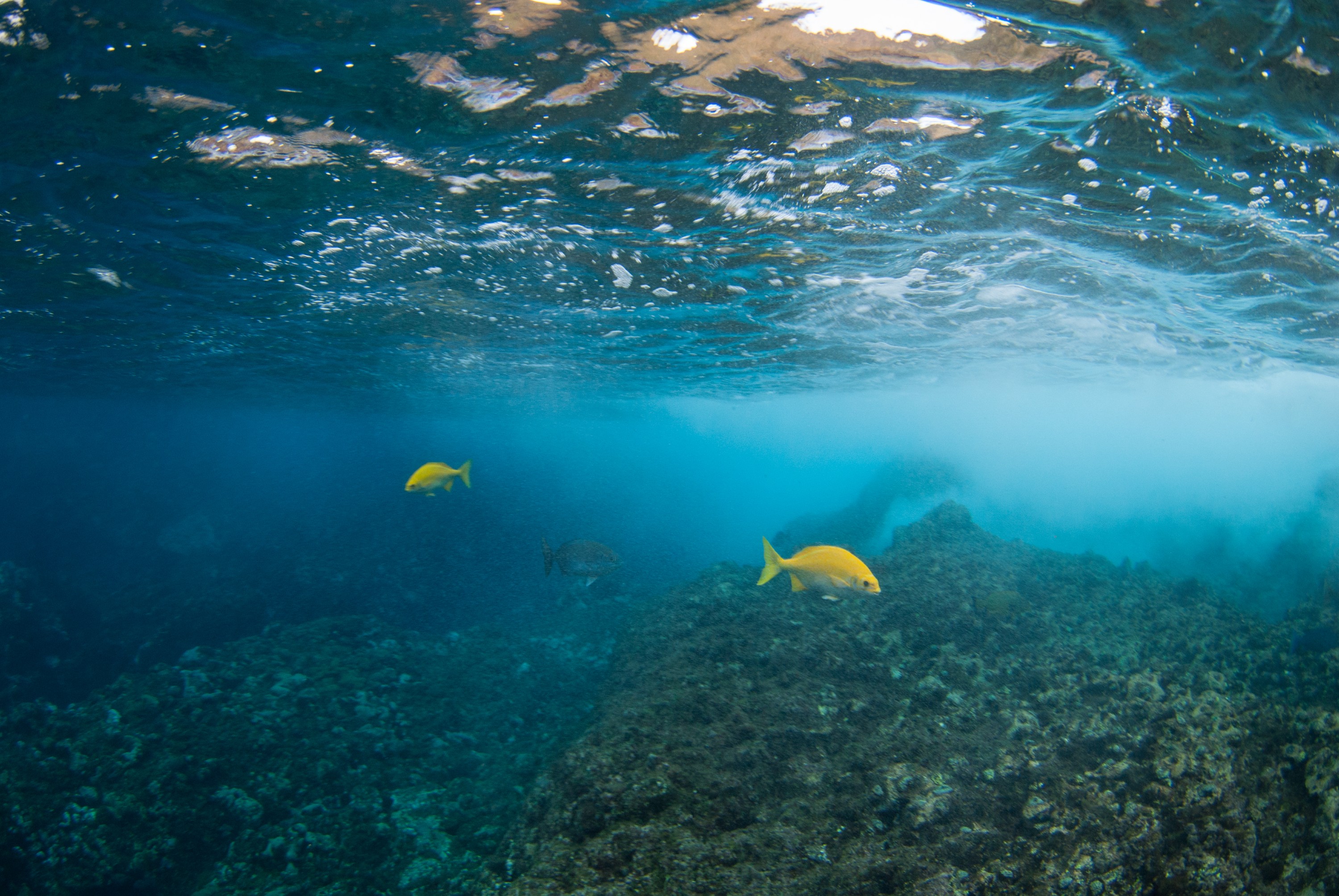 _JFG3812 – kermadec, islands, kermadecs, dive, images, remote, doc, sub tropical, subtropical, sub-tropical, marine, reserve, expedition, lust for rust, mesley, crispin, nz, new, zealand, new zealand, crispin, Kermadecs 13, Beaked, Drummer, Kyphosus, pacificus,